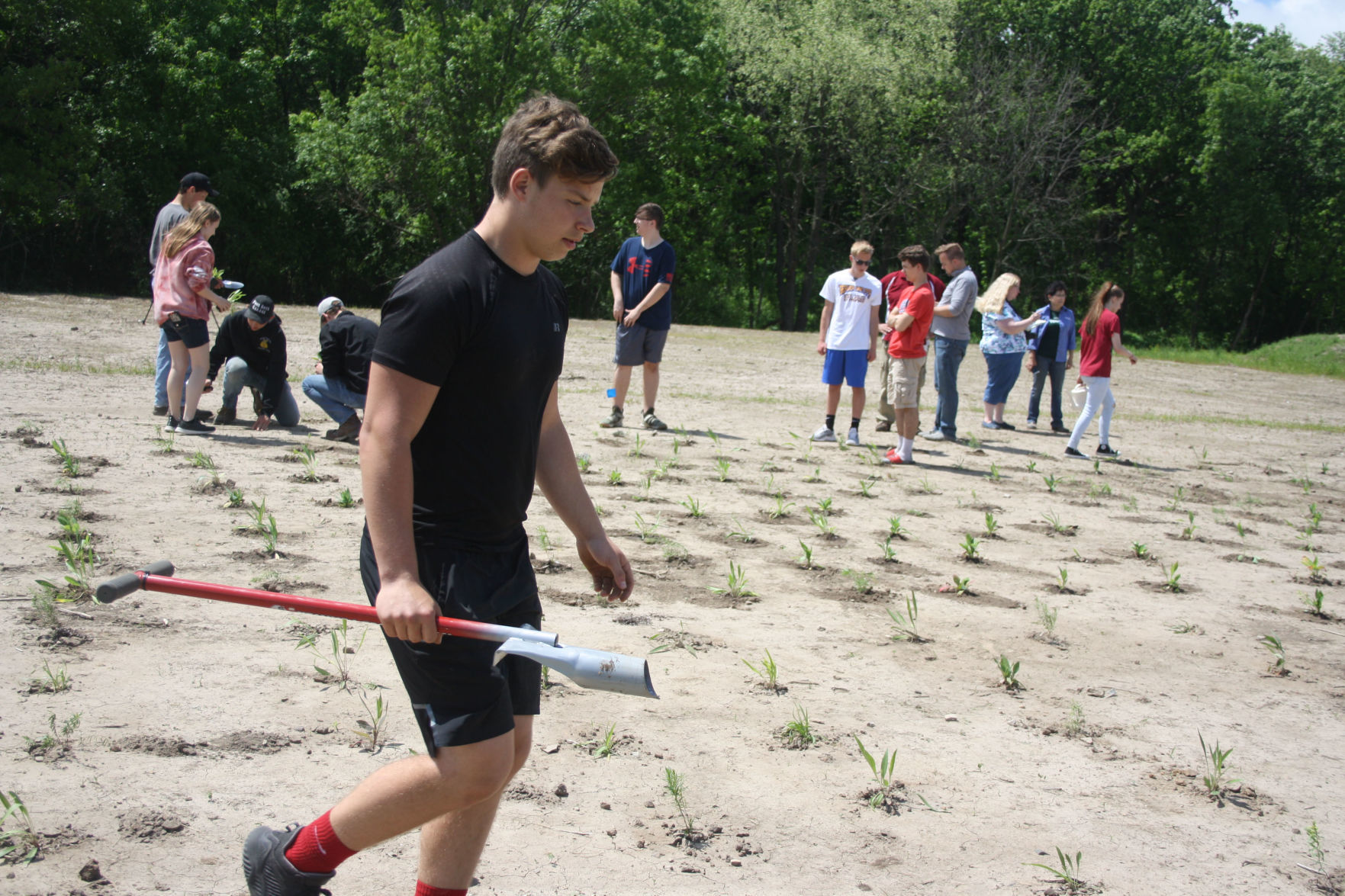 Native seed plantings